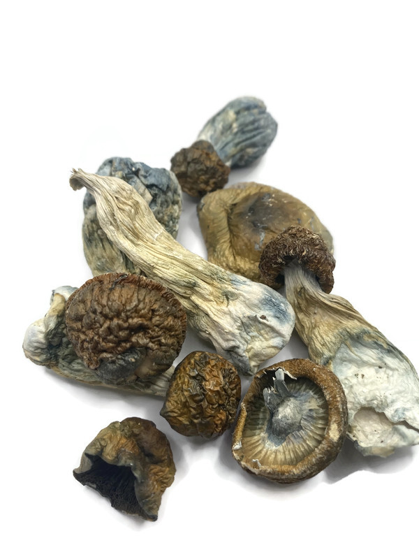 Penis Envy mushrooms 3.5g for advanced psychonauts from DC mushroom delivery service
