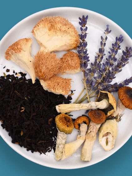 Ingredients for Earl Grey Microdose Tea including Lion’s Mane mushrooms, black tea leaves, dried lavender, and psilocybin mushrooms on a white plate